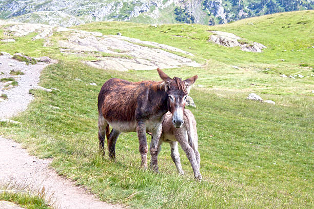 istock young donkey with its mother in the mountain in summer 587533230