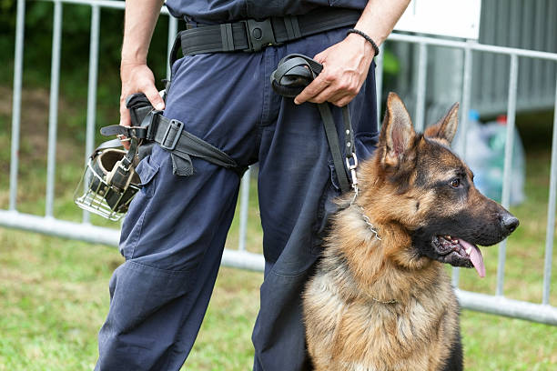 perro policía. policía con un pastor alemán de guardia. - german shepherd fotografías e imágenes de stock
