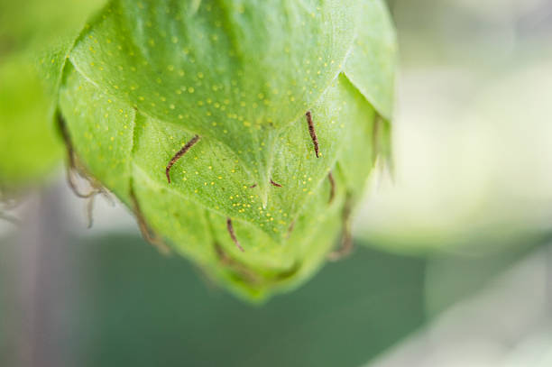 A close-up of green hops hanging from a vine, adorned with water droplets after rainfall. The detailed shot highlights the natural freshness and agricultural significance of the hops.