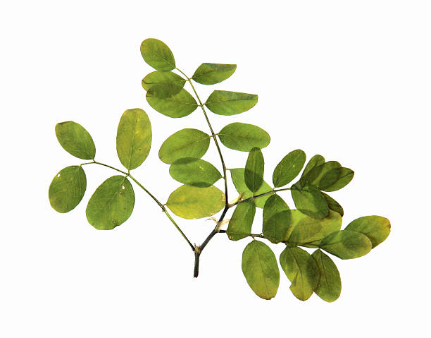 istock dry leaf of  bilberry 587534954