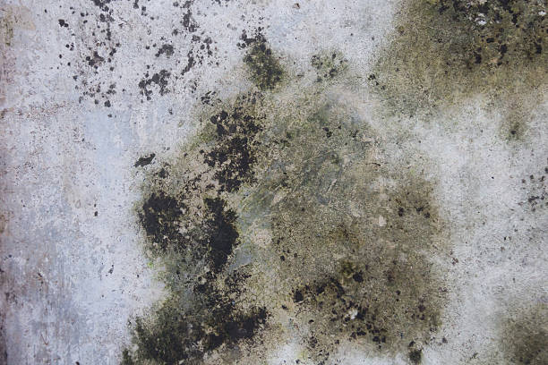 istock grunge moist dirty stain concrete wall texture background 587535880