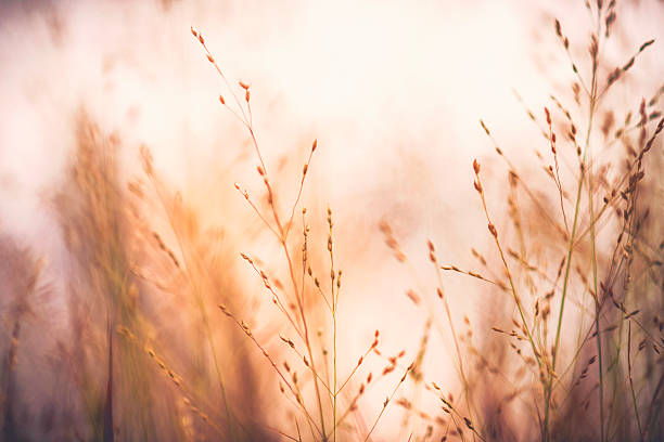 istock Beautiful switchgrass plants against warm sunlight. Panicum virgatum Shenandoah 587537592