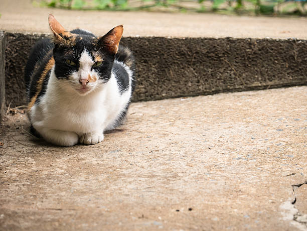 istock The cat want to sleep 587537636