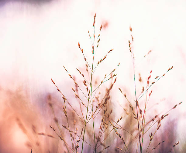istock Beautiful switchgrass plants against warm sunlight. Panicum virgatum Shenandoah 587537724
