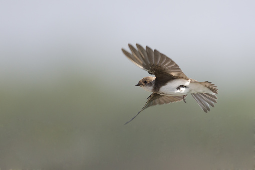 European Sandmartin in flight hunting for insects. Flying infront of a green and grey background with its wings and tail spread .