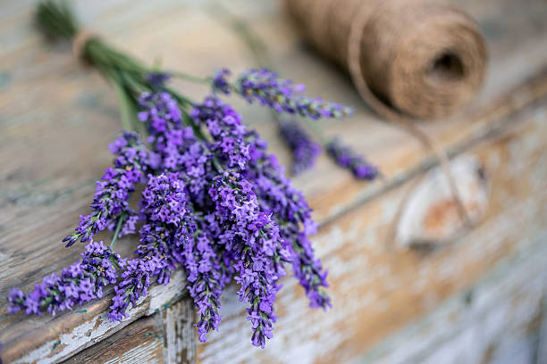 istock Bunch of lavender flowers 587538706