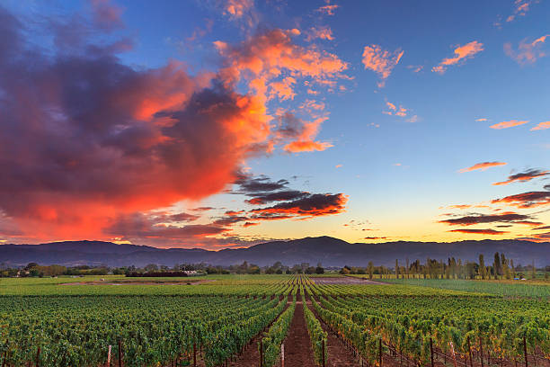 weingut landschaft des napa valley, kalifornien sonnenuntergang - vineyard napa valley field in a row stock-fotos und bilder