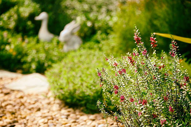 Garden in the morning