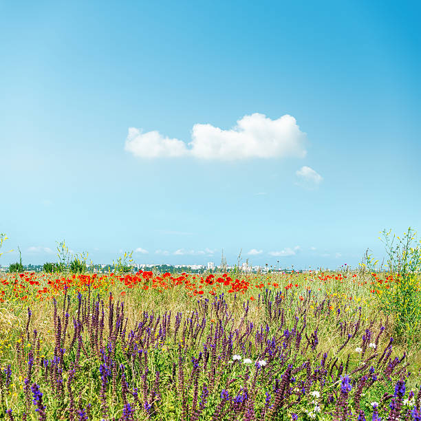 wild flowers on meadow and cloud in blue sky