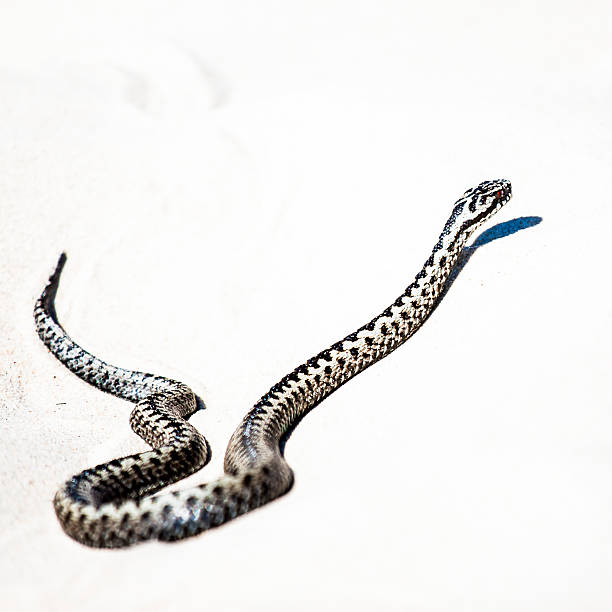istock beautiful view of Vipera berus 587541436