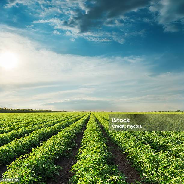 Cielo Azul Profundo En La Puesta De Sol Y El Campo Con Tomates Verdes Foto de stock y más banco de imágenes de Tomate