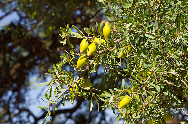 istock Argan tree with yellow fruits 587543020