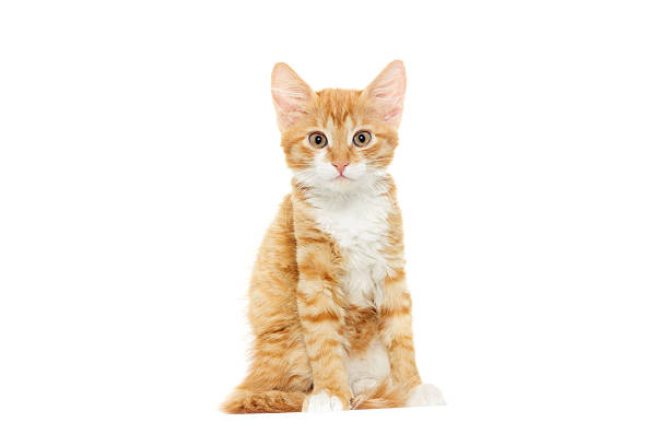 istock Playful red kitten on a white background isolated 587543768