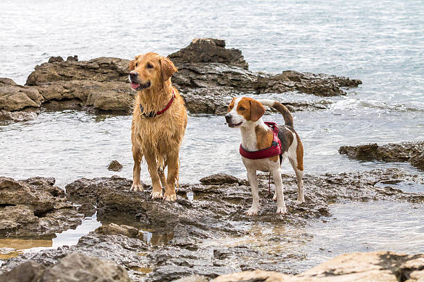 istock Golden retriever dog enjoying on the beach 587543862
