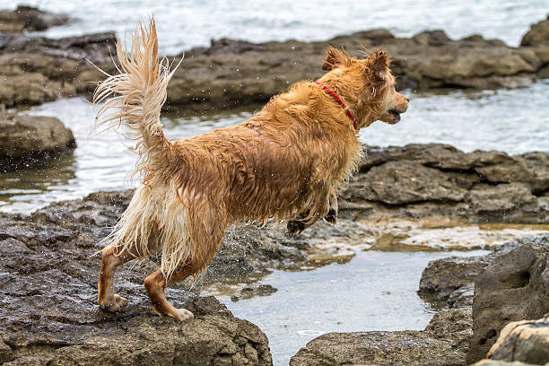 istock Golden retriever dog enjoying on the beach 587543912