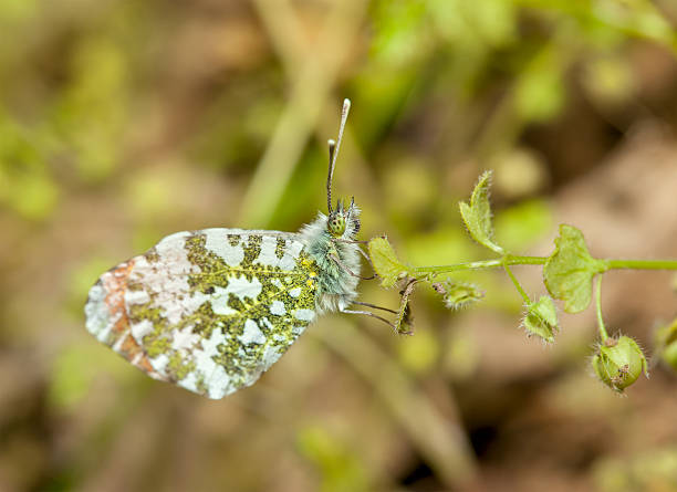 istock butterfly hanging on a plant 587544510