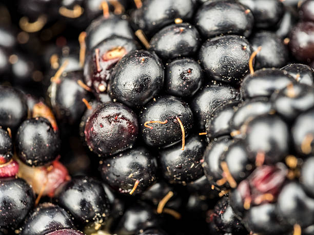 istock Closeup of blackberries 587545036