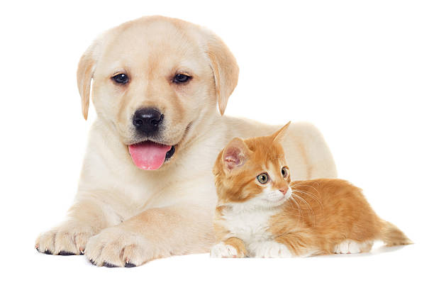 istock kitten and puppy Labrador on a white background 587545502