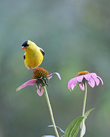 A bright yellow male goldfinch perching on a purple coneflower in summer.