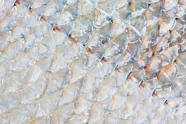 istock Illustration of fish skin background 587546896