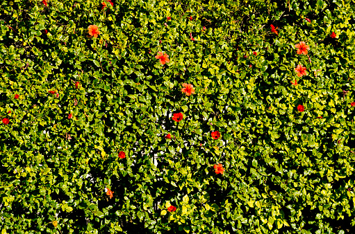 Hedge with red hibiscus flowers
