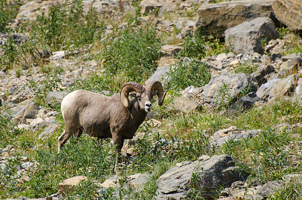 istock Bighorn Sheep Glacier National Park 587547116