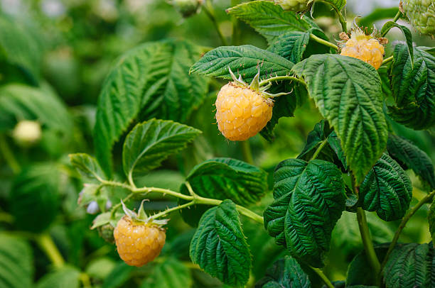 gros plan de golden raspberries en pleine maturité sur la vigne - mûre sauvage photos et images de collection