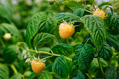 Close-up of Golden Raspberries Ripening on the Vine