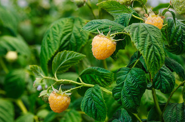Close-up of Golden Raspberries Ripening on the Vine Close-up of ripe golden raspberries on the vine, ready for harvesting. brambleberry stock pictures, royalty-free photos & images