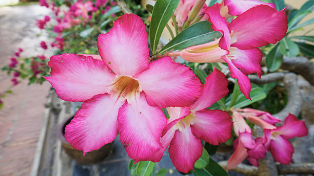istock Tropical flower Pink Adenium. Desert rose. 587548424