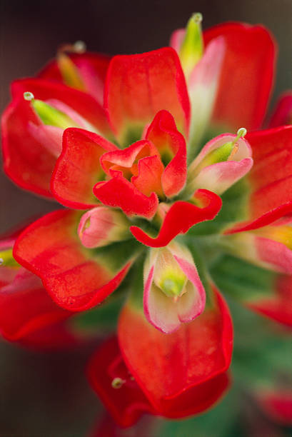 castilléjie indienne, monts wichita. - indian paintbrush photos et images de collection