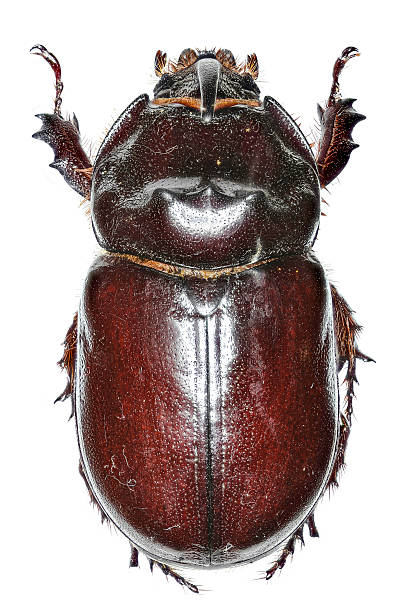istock European rhinoceros beetle on white Background 587549458