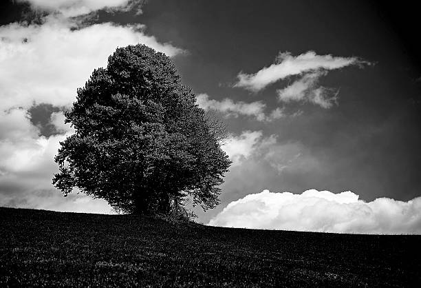 istock very dark bleak landscape with isolated tree 587549514