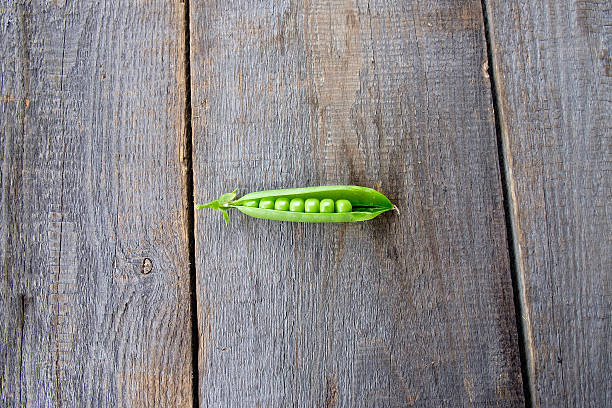 Green peas in pods freshly picked on wood background