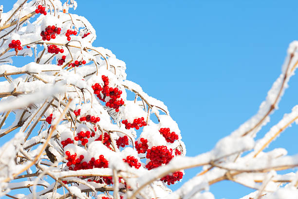 istock Red viburnum in the snow 587550472