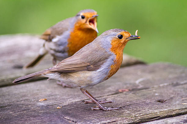 istock European robin pair squabbling over food 587550702