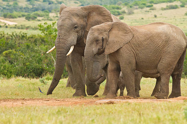 istock African elephants standing together at a water hole 587550902