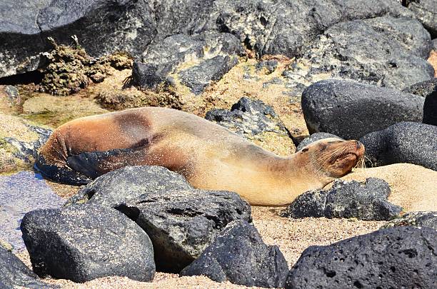istock Sea Lion among Lava Rocks 587550972