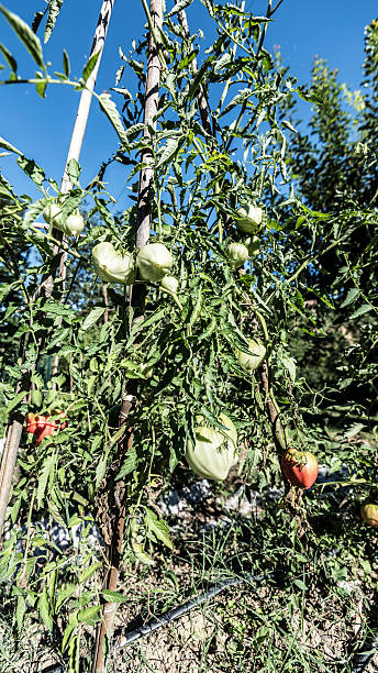 vegetable garden tomato plant