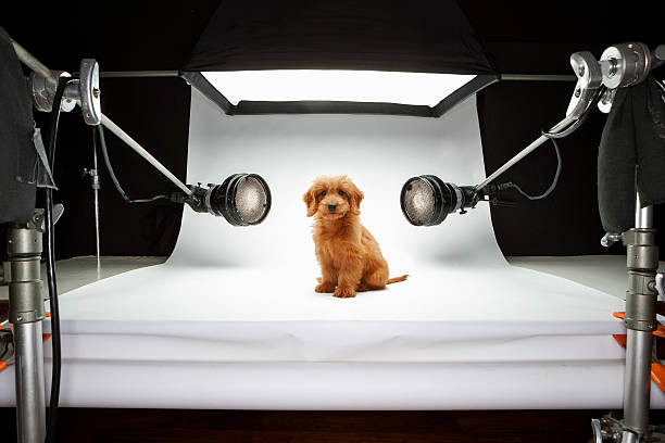 Goldendoodle puppy photo shoot