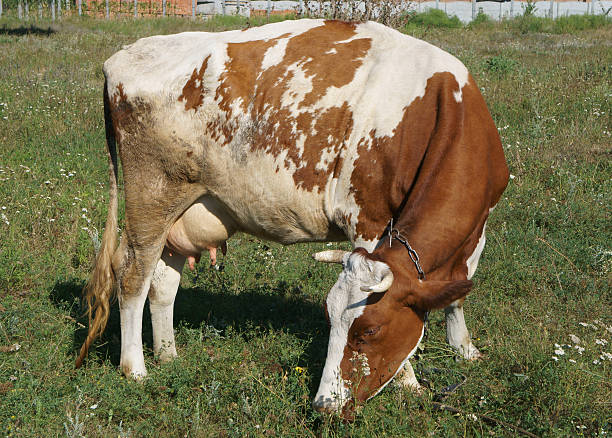istock White and brown cow grazing in a meadow 587552638