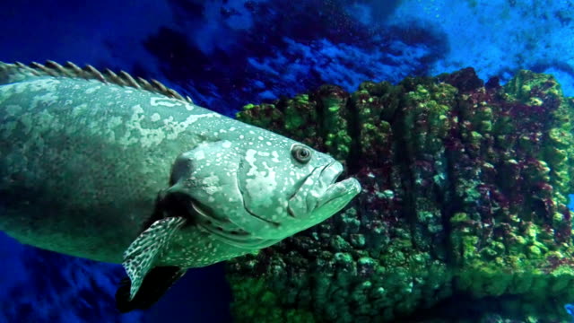 Gray Spotted Grouper