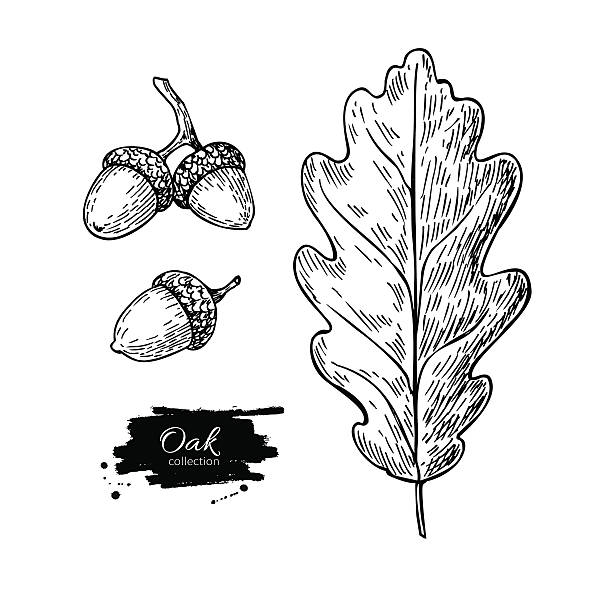 Vector oak leaf and acorn drawing set. Autumn elements. Vector oak leaf and acorn drawing set. Autumn elements. Hand drawn detailed botanical illustration. Vintage fall seasonal decor. Great for label, sign, icon, seasonal decor acorn stock illustrations