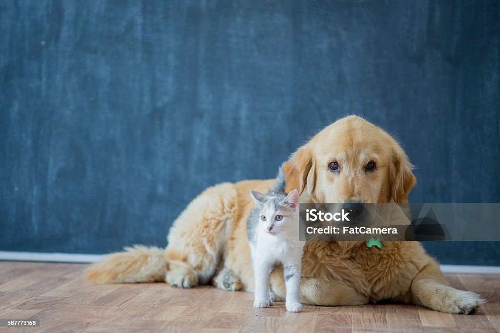 Adoption d’animaux de compagnie - Photo de Chien libre de droits