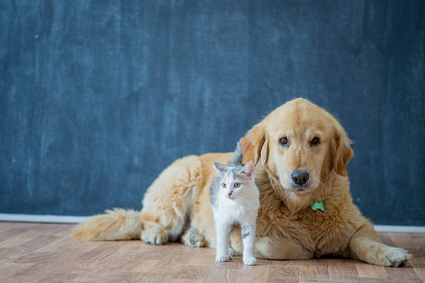 Adopting Pets A cat and golden retriever are sitting together in their home. pet adoption photos stock pictures, royalty-free photos & images