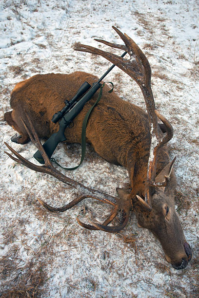 istock Trophy deer and rifle after hunting. 587774074