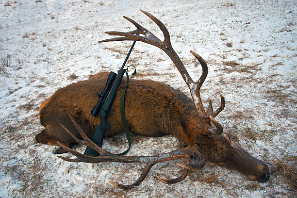 istock Trophy deer and rifle after hunting. 587774288