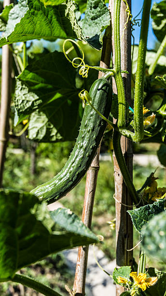 istock vegetable garden cocumber plant 587774290