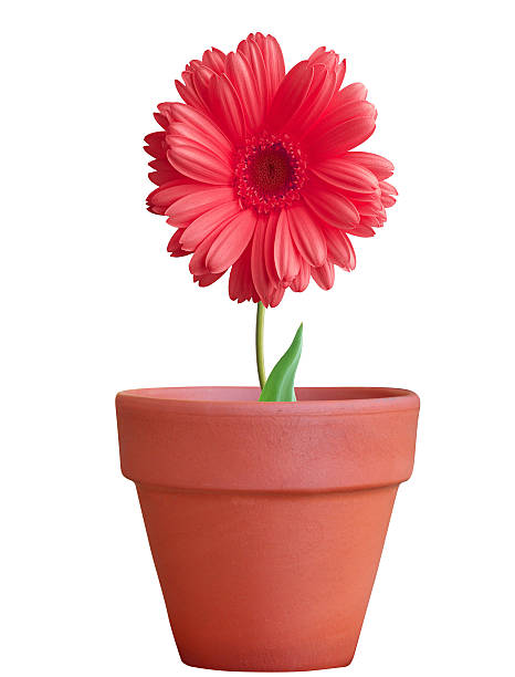 istock flower in pot isolated 587774522