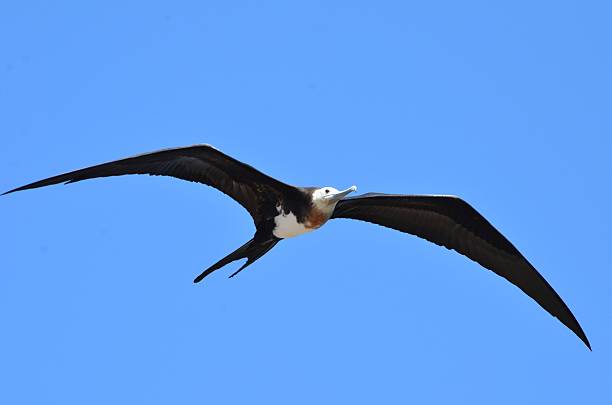 istock Female Frigate Bird 587774694